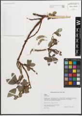Foto von Salix L.